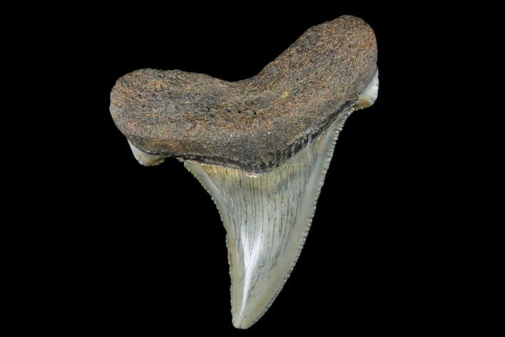 Serrated, Fossil Auriculatus Tooth - North Carolina #173783
